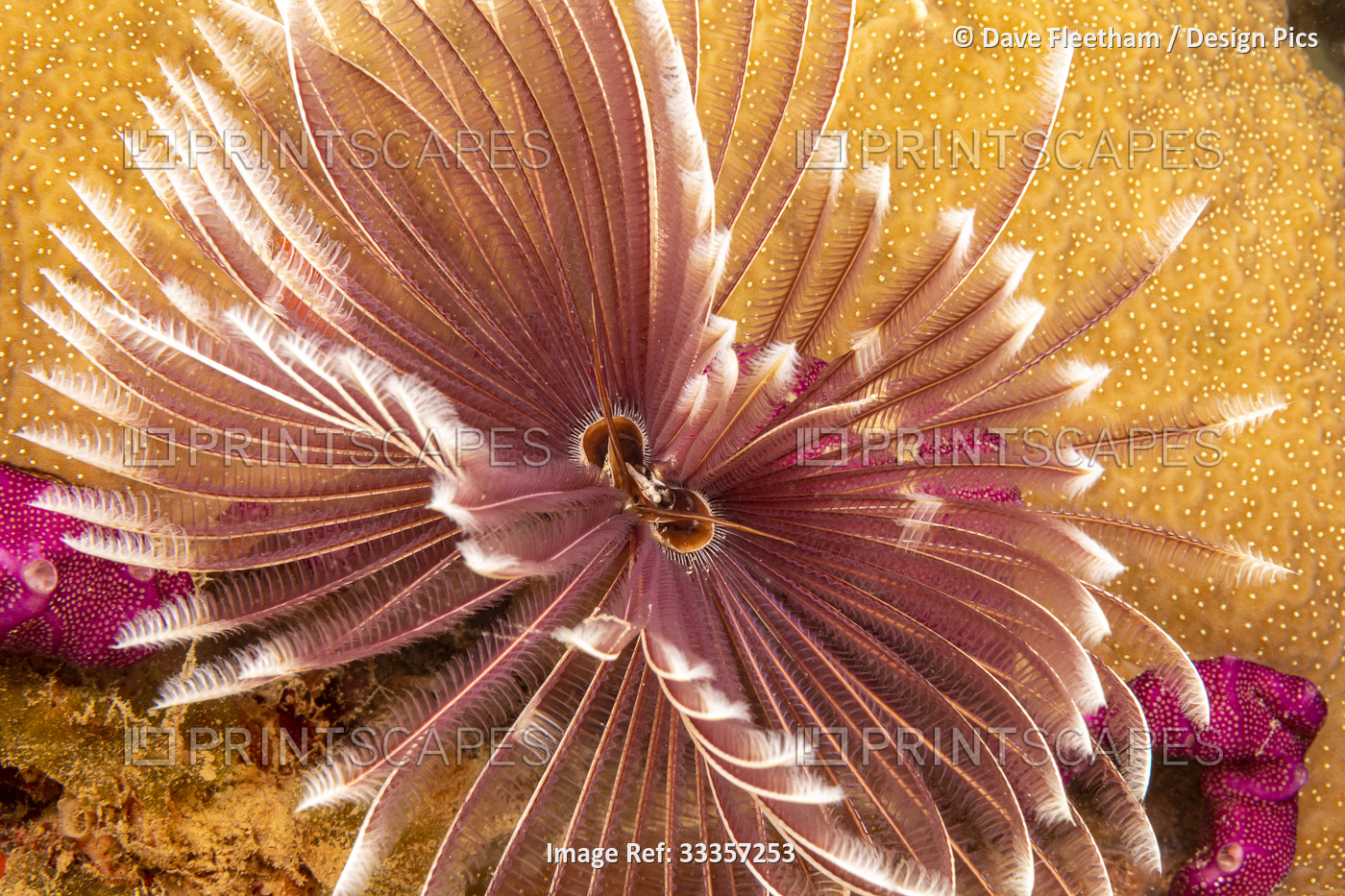 The Indian feather duster worm (Sabellastarte indica) is one of the larger of ...