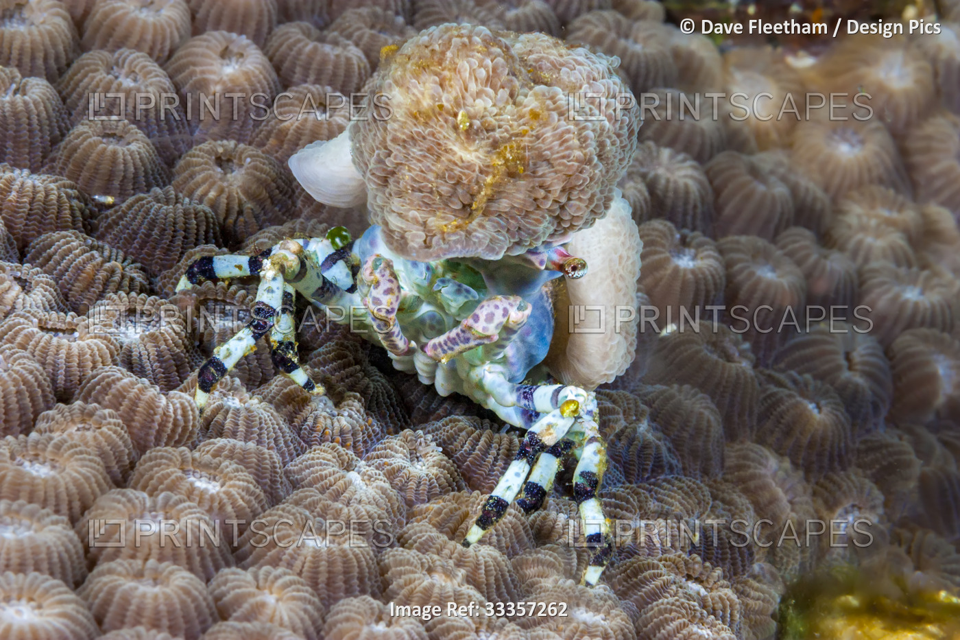 This particular decorator crab (Cyclocoeloma tuberculata) can be covered in ...