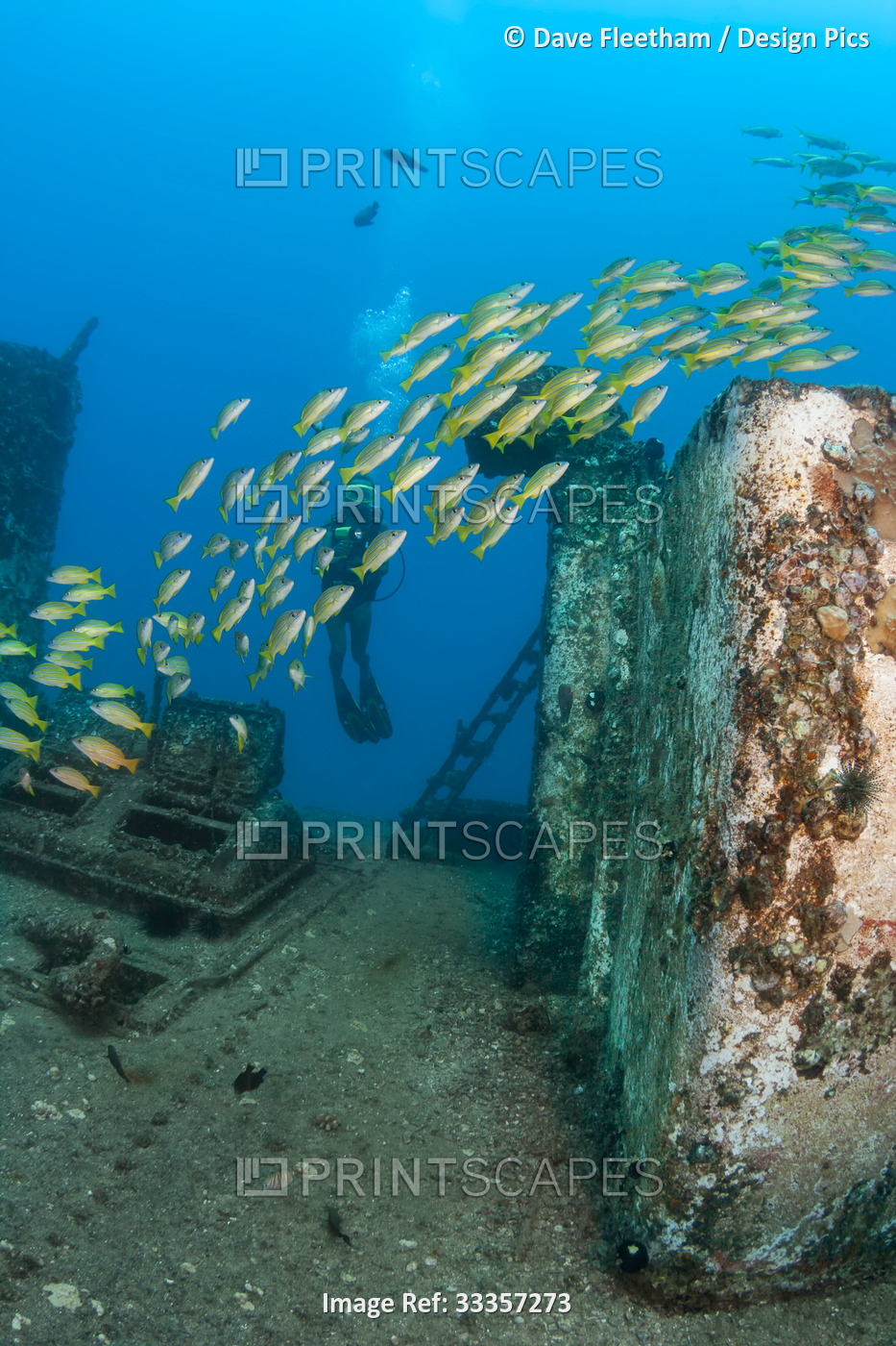 Diver and schooling Bluestripe snapper (Lutjanus kasmira) on the wreck of the ...
