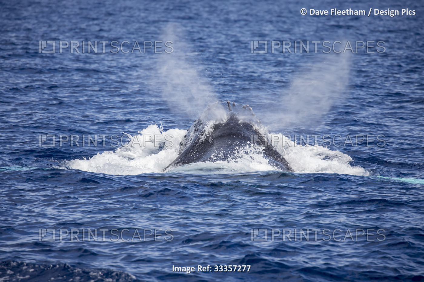 This image of a Humpback whale (Megaptera novaeangliae,) exhaling, shows the ...