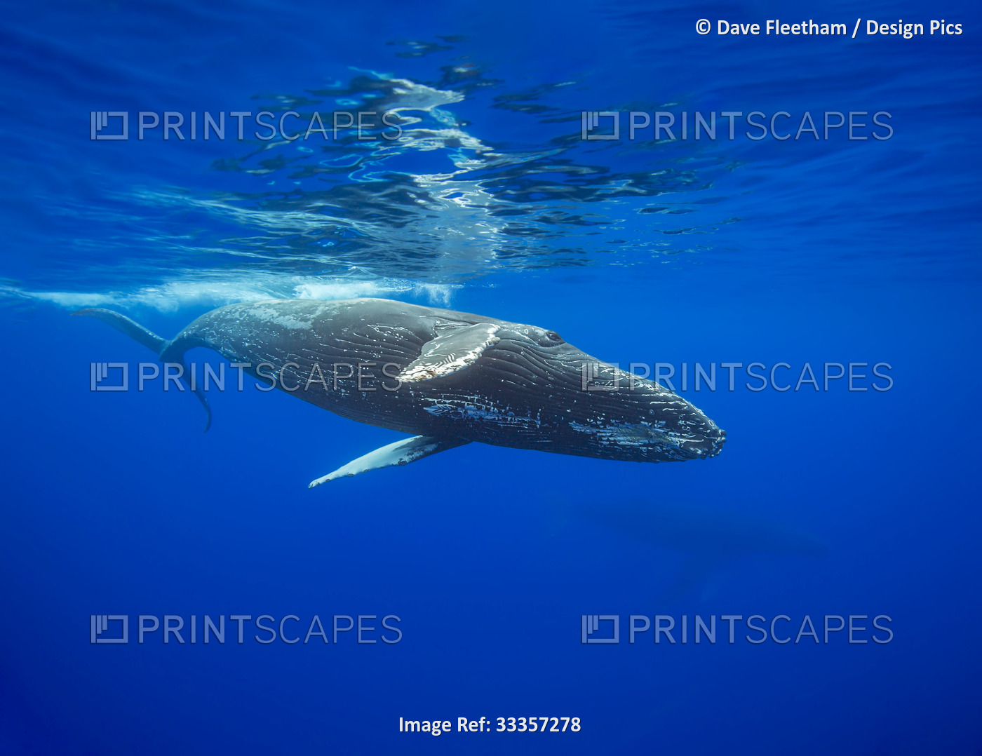 Humpback whale (Megaptera novaeangliae) underwater; Hawaii, United States of ...