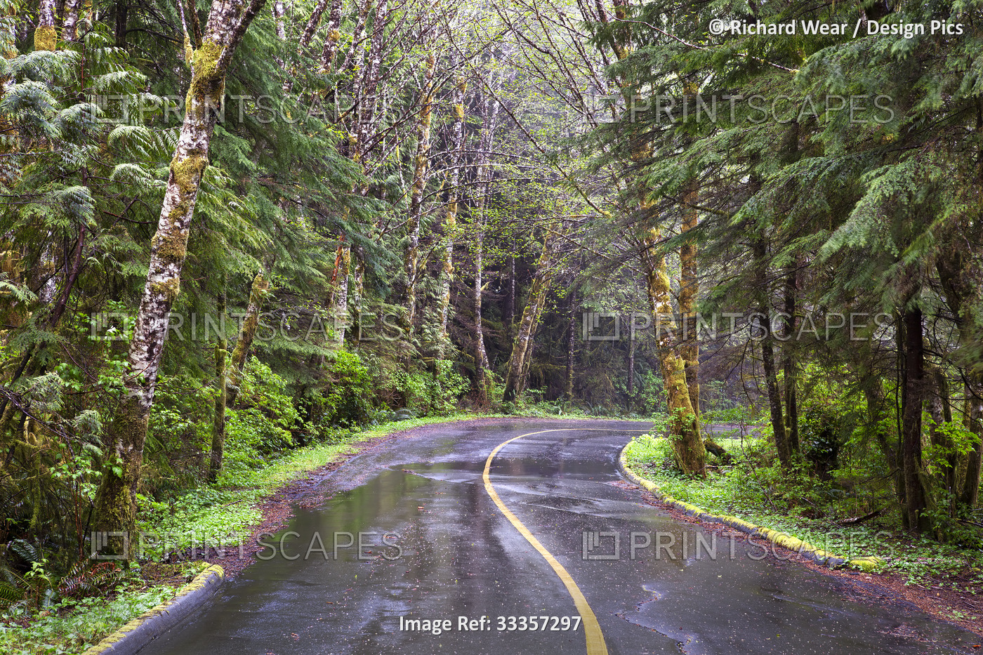 A wet road lined with a lush forest near Tofino on Vancouver Island; British ...