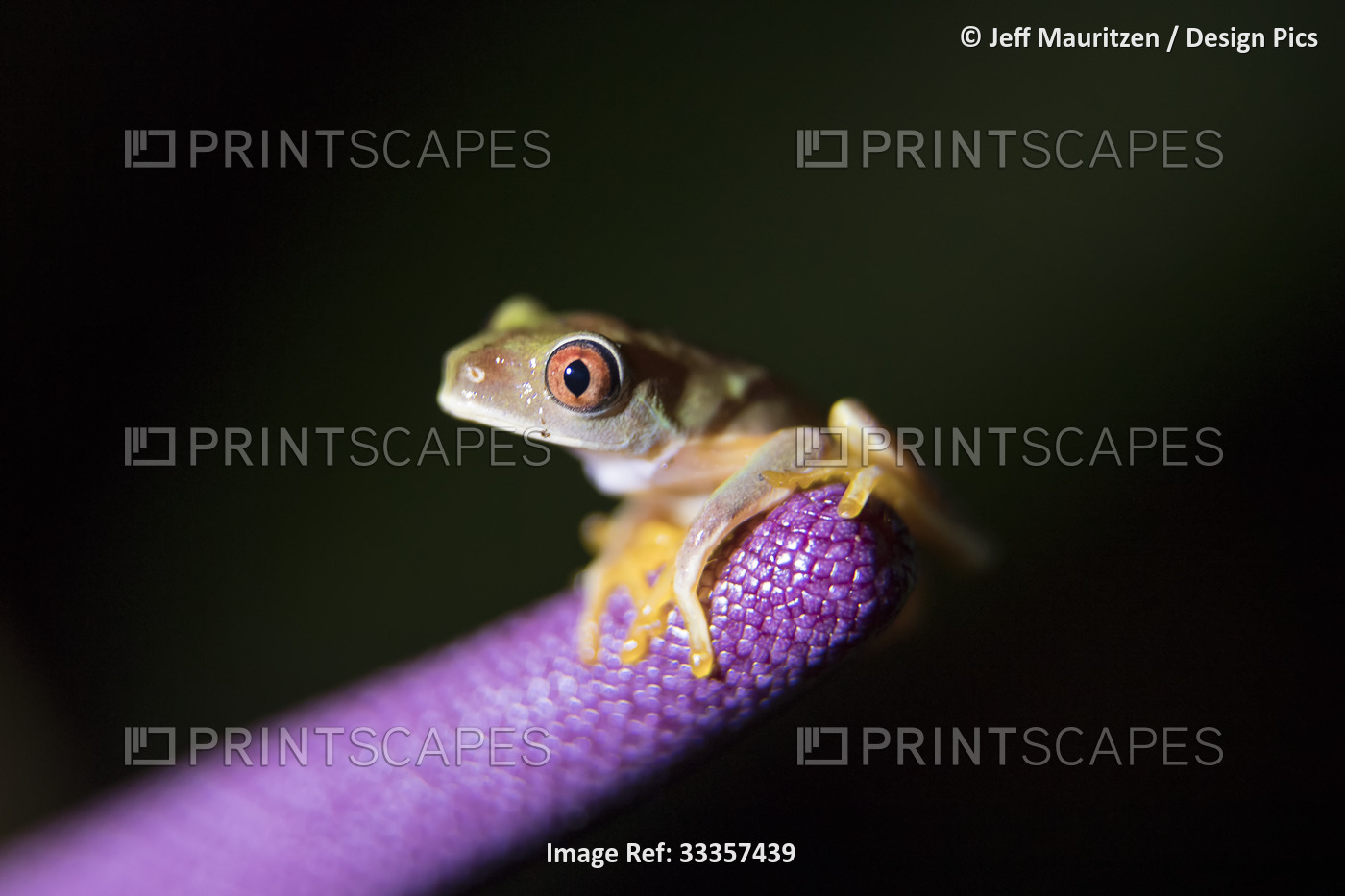 A Red-eyed stream frog or Costa Rica brook frog (Duellmanohyla uranochroa) ...