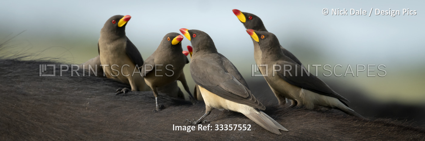 Panorama close-up of a group of yellow-billed oxpeckers (Buphagidae africanus) ...