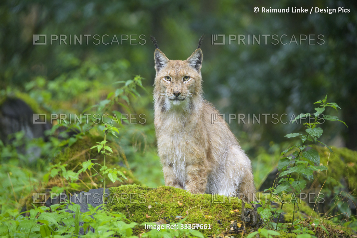 European Lynx (Lynx lynx) staring into the camera; Germany
