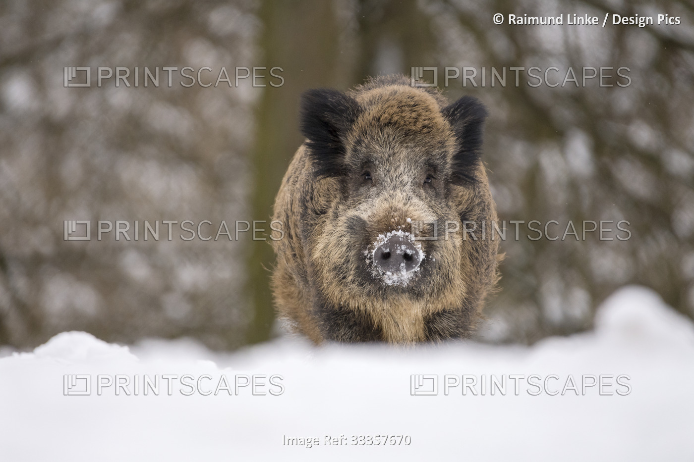 Portrait of a Wild boar (Sus scrofa) in snow; Spessart, Bavaria, Germany