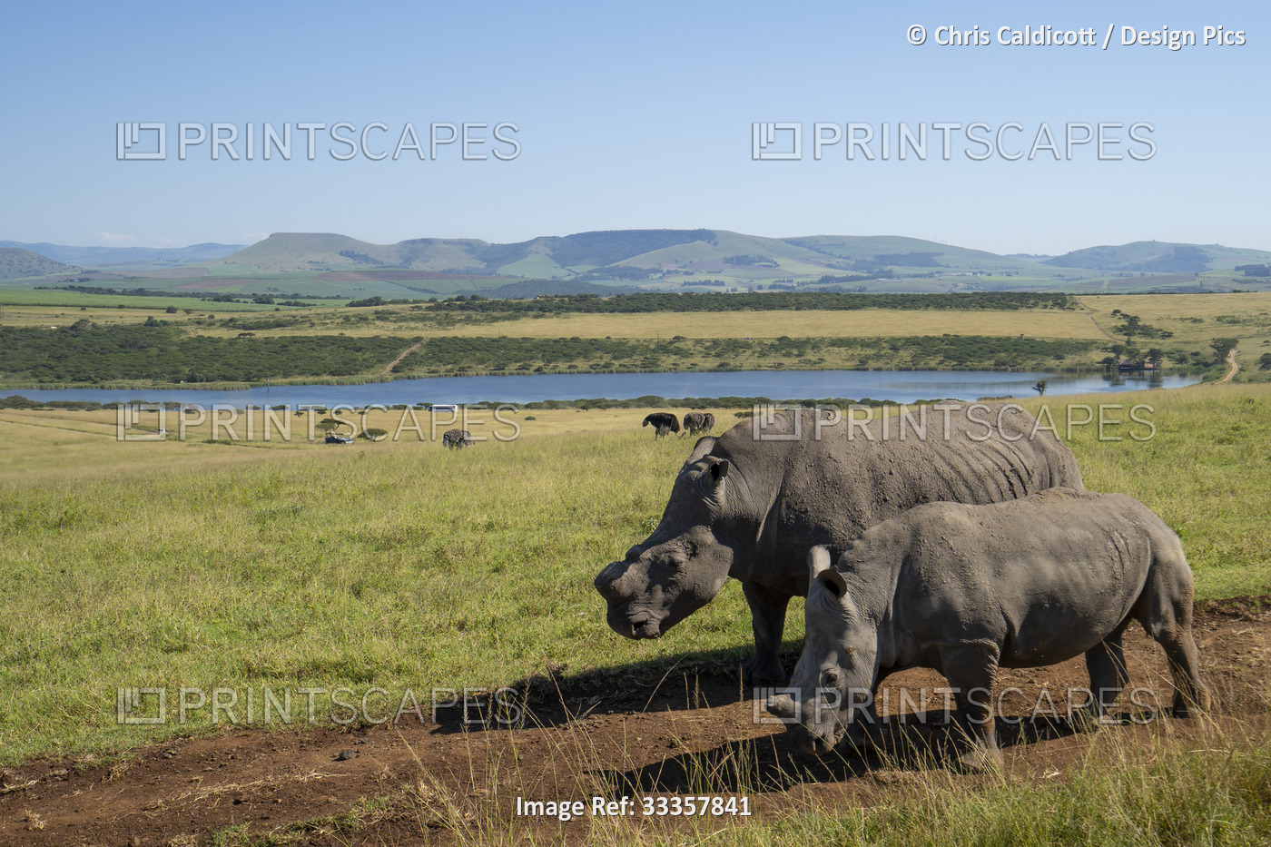 Adult rhinoceros (Rhinocerotidae) and calf, walk along a dirt track in a Safari ...
