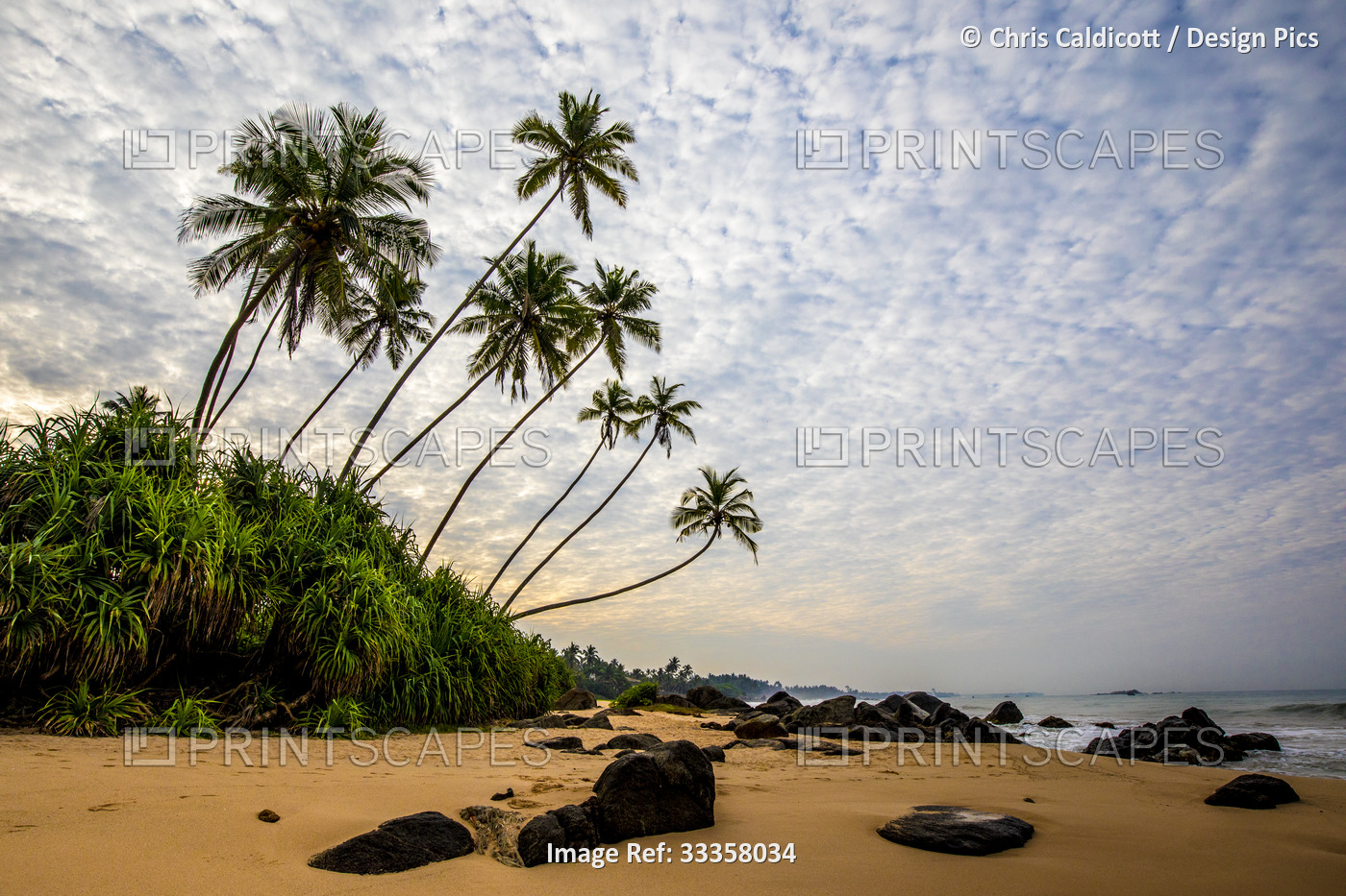 Palm trees (Arecaceae) rocks and sand on the Indian Ocean shore of Kumu Beach; ...