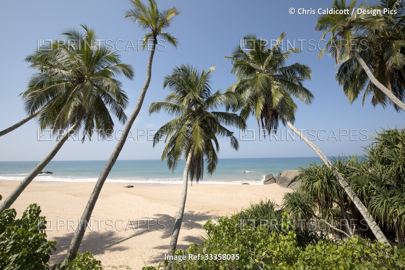 Looking through the palm trees (Arecaceae) at the sandy beach on the Indian ...