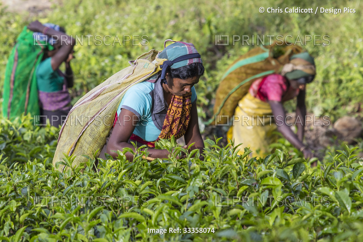 Tea pickers on the Dambatenne Tea Estate, Hill Country, Sri Lanka; Diyatalawa, ...