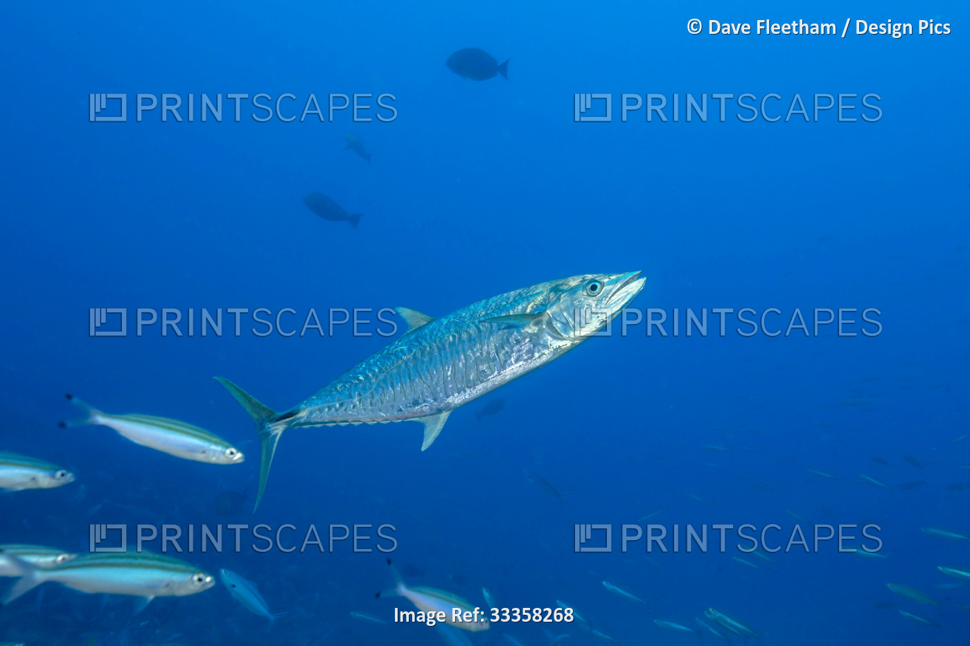A Narrow-barred Spanish mackerel (Scomberomorus commerson), Fiji. These fish ...