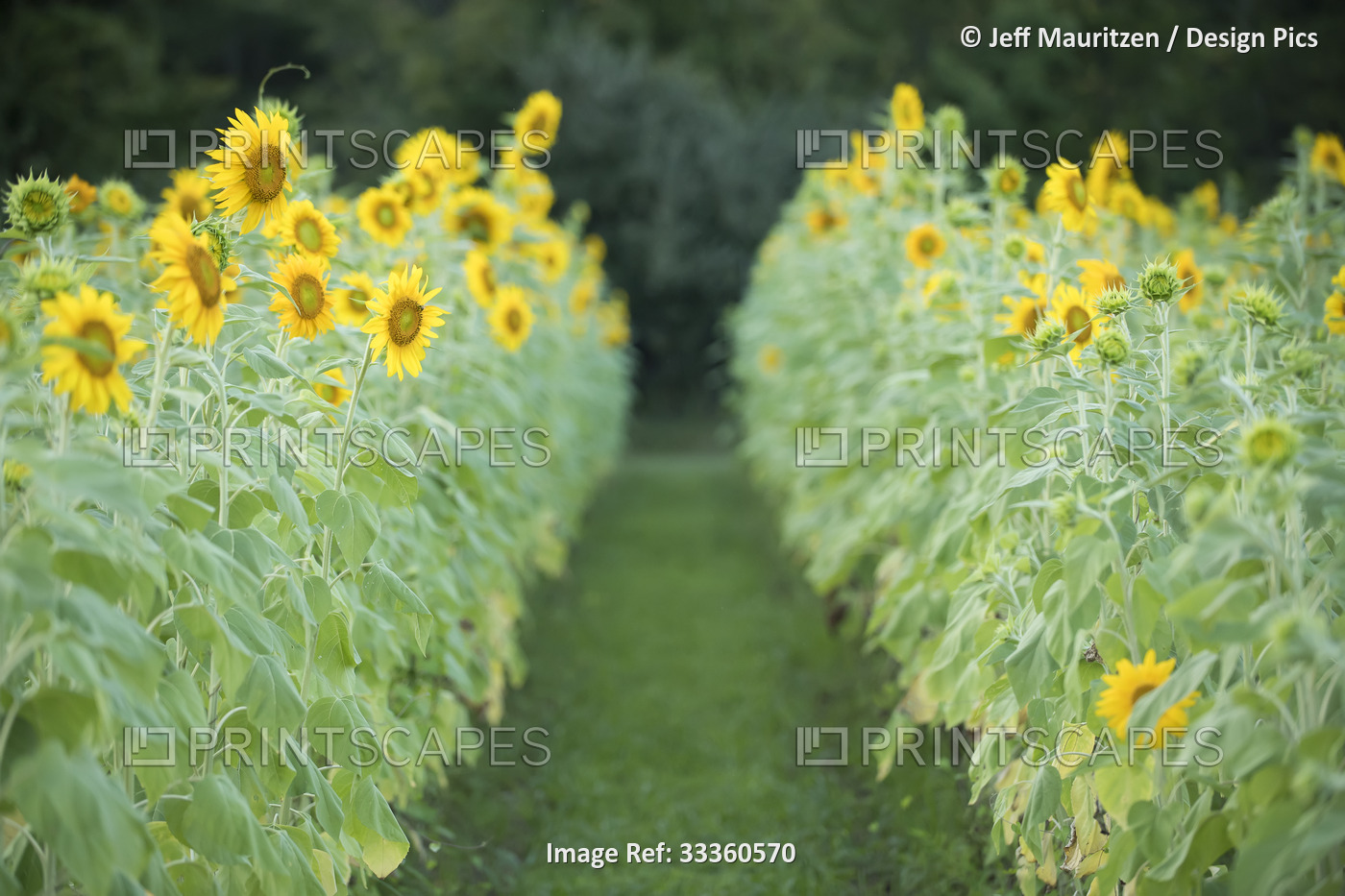 A field of rows of sunflowers (Helianthus) blooming in summertime; Virginia, ...