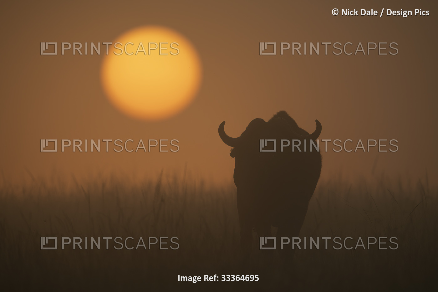 A Cape buffalo (Syncerus caffer) walks through long grass towards the rising ...