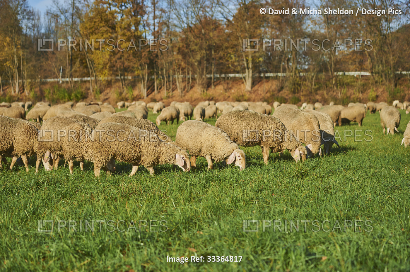 Domestic sheep (Ovis aries) grazing on a meadow; Bavaria, Germany