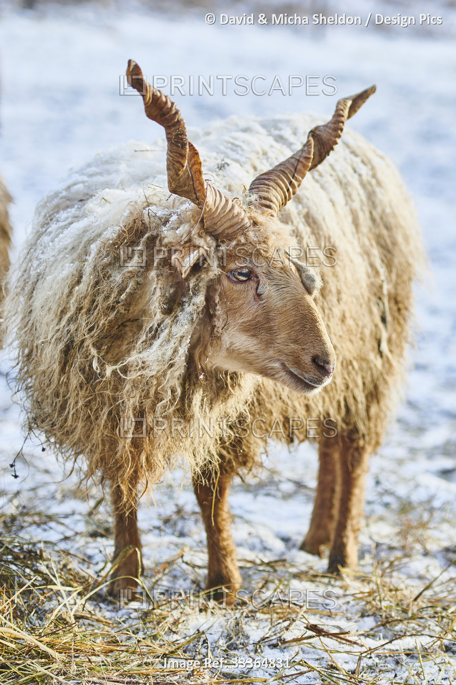 Close-up portrait of a Hortobagy Racka sheep (Ovis aries strepsiceros ...