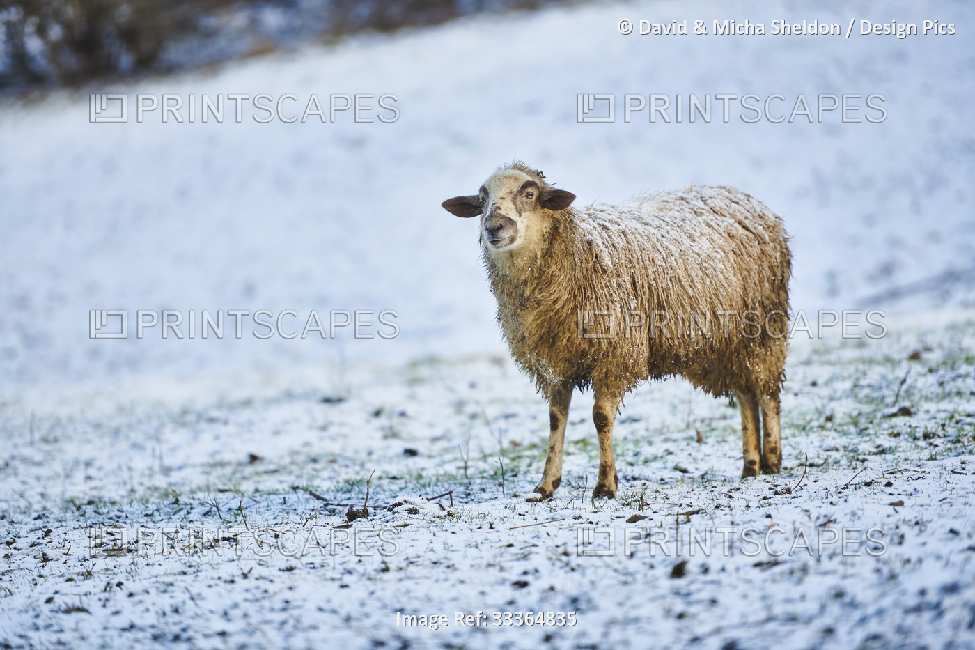 Portrait of a sheep (Ovis aries) on a snowy meadow in winter; Little Fatra ...