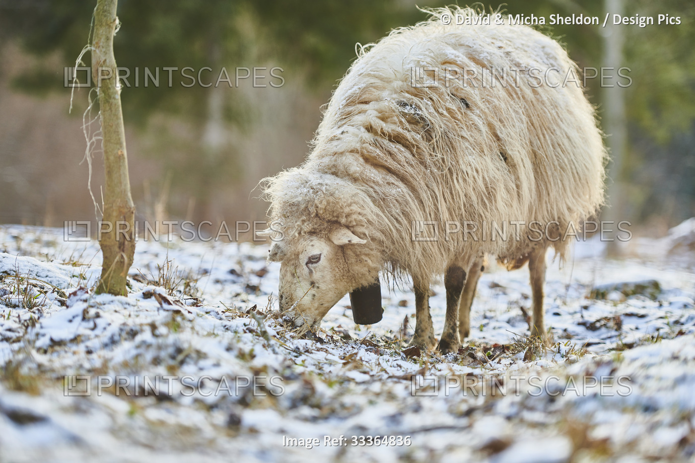 Sheep (Ovis aries) foraging for food on a snowy meadow in winter; Little Fatra ...