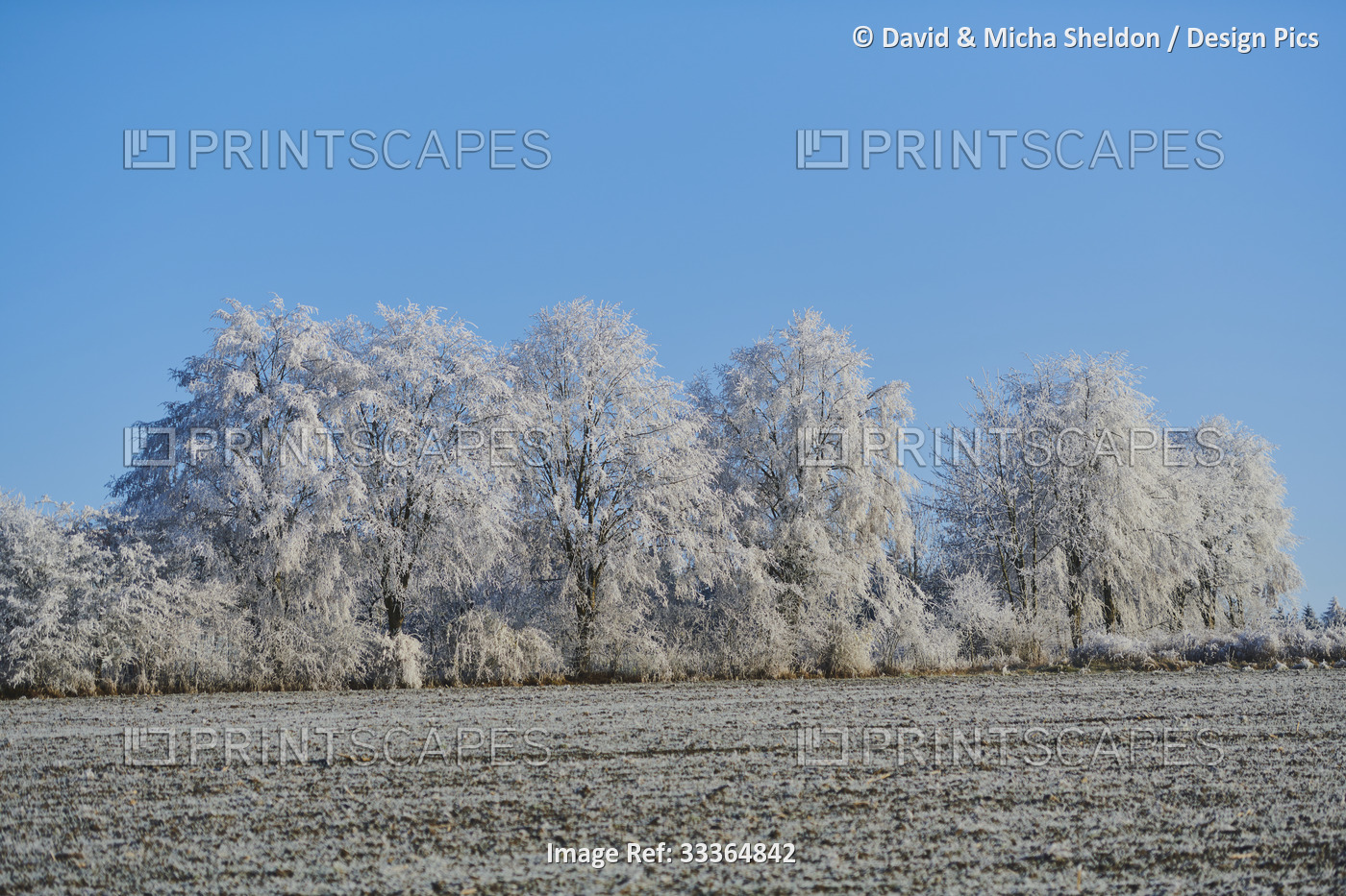 Hoarfrost covering a grove of trees along an empty field; Germany