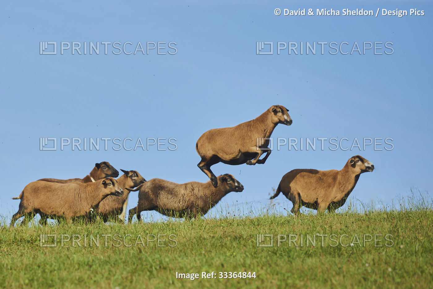 Cameroon Dwarf sheep (Ovis aries) running on a grassy meadow with one sheep ...