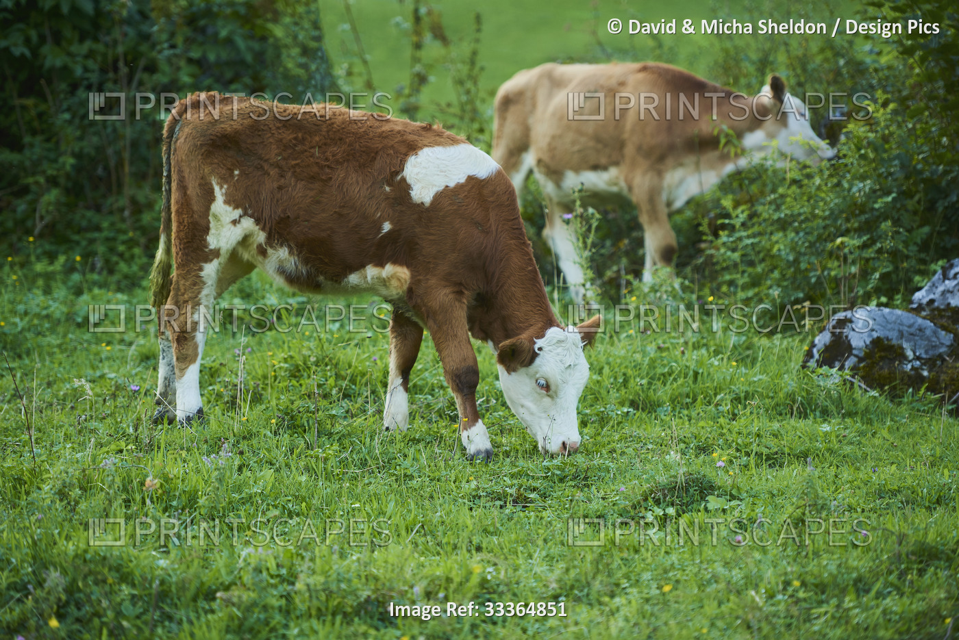 Cattle (Bos taurus) grazing on grass and bushes on a meadow; Bavaria, Germany