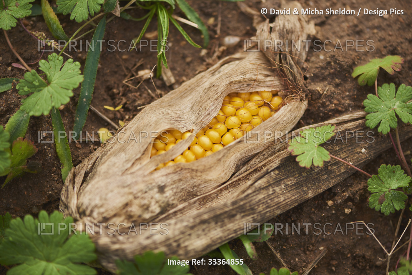Maize or Corn (Zea mays) showing the fruit kernels lying on a field; Bavaria, ...