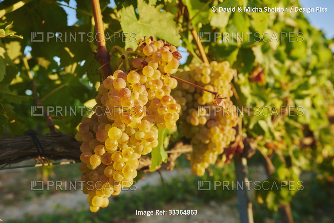 Ripe green grapes hanging on the vine in a vineyard in summer; Catalonia, Spain