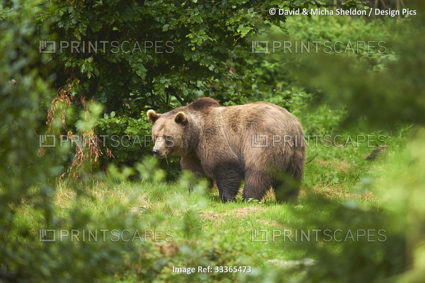 Eurasian brown bear (Ursus arctos arctos) on a forest glade, captive, Bavarian ...