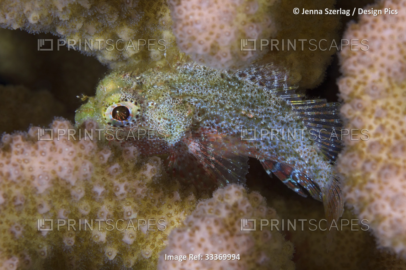 Close-up of a juvenile scorpionfish (Scorpaenidae) in cauliflower coral ...