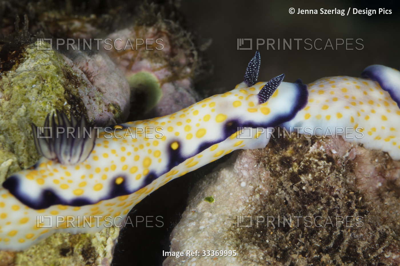 Close-up of Imperial Nudibranch (Hypselodoris imperialis); Maui, Hawaii, United ...