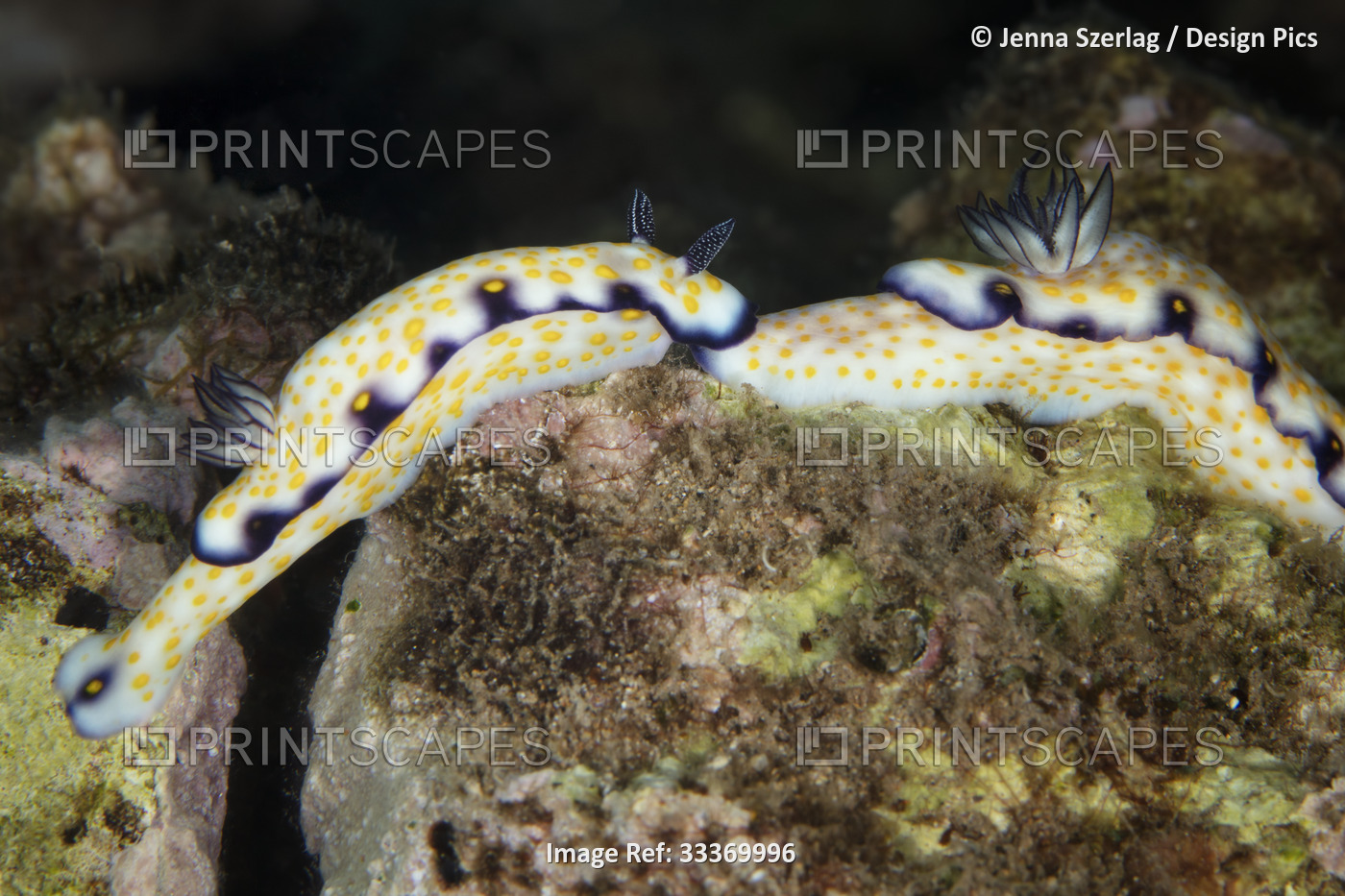 Close-up of a pair of Imperial Nudibranch (Hypselodoris imperialis); Maui, ...