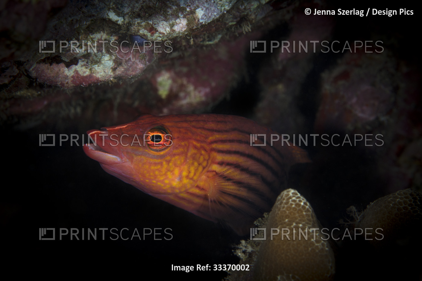 Eightlined-Wrasse (Pseudocheilinus octotaenia); Maui, Hawaii, United States of ...