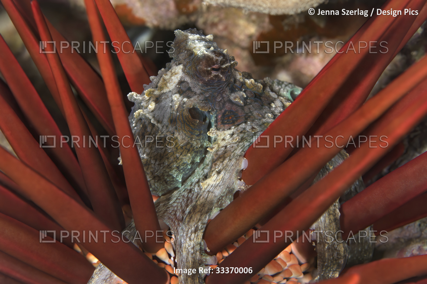 Hawaiian Day Octopus (Octopus cyanea), tako, sitting in a red pencil urchin ...