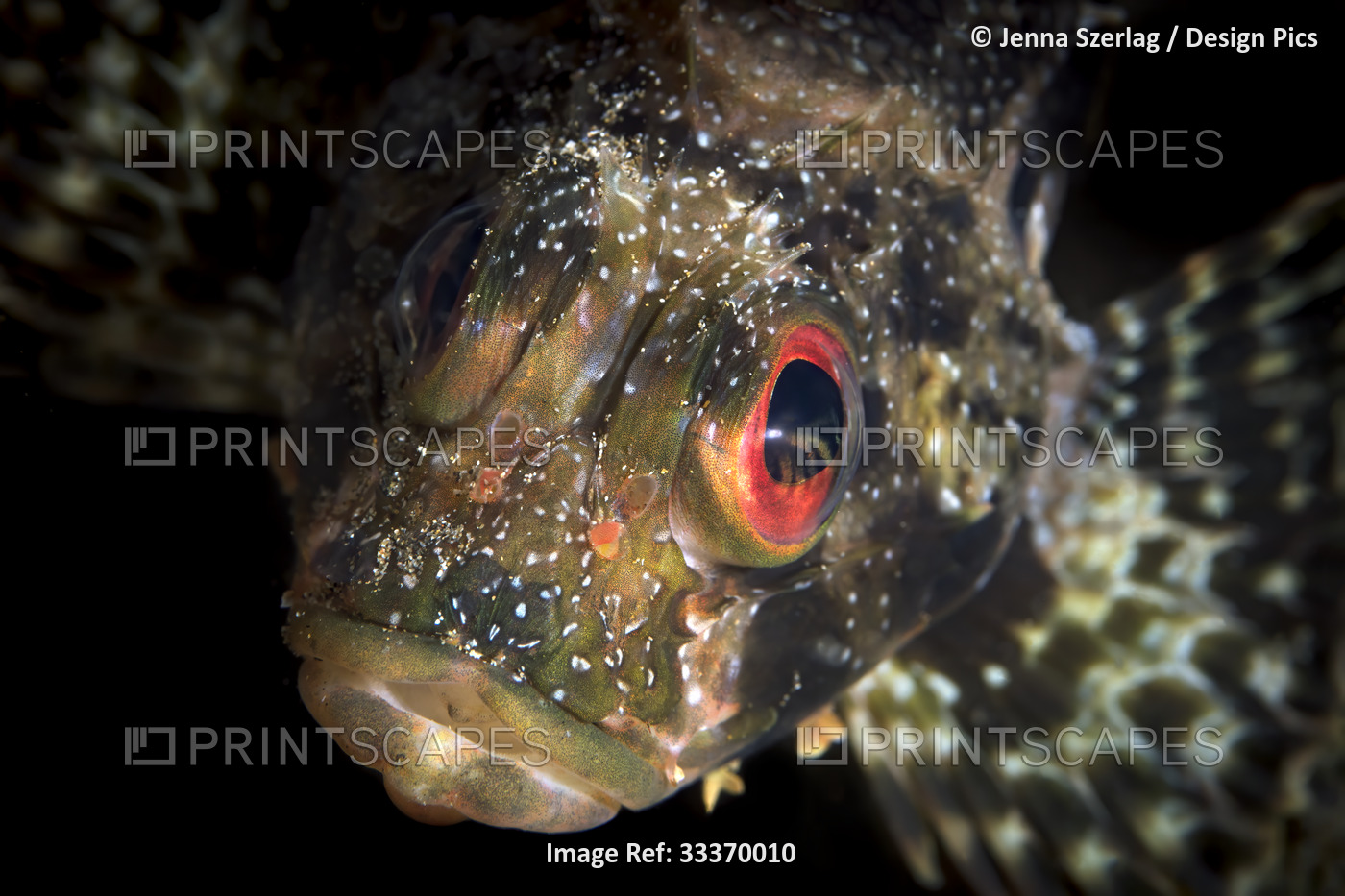 Close-up front view of endemic, Hawaiian Green Lionfish (Dendrochirus barberi); ...