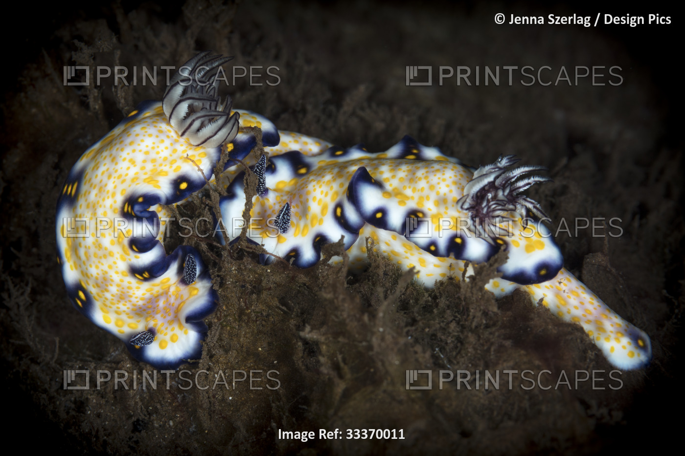 Close-up of a pair of Imperial Nudibranch (Hypselodoris imperialis); Maui, ...