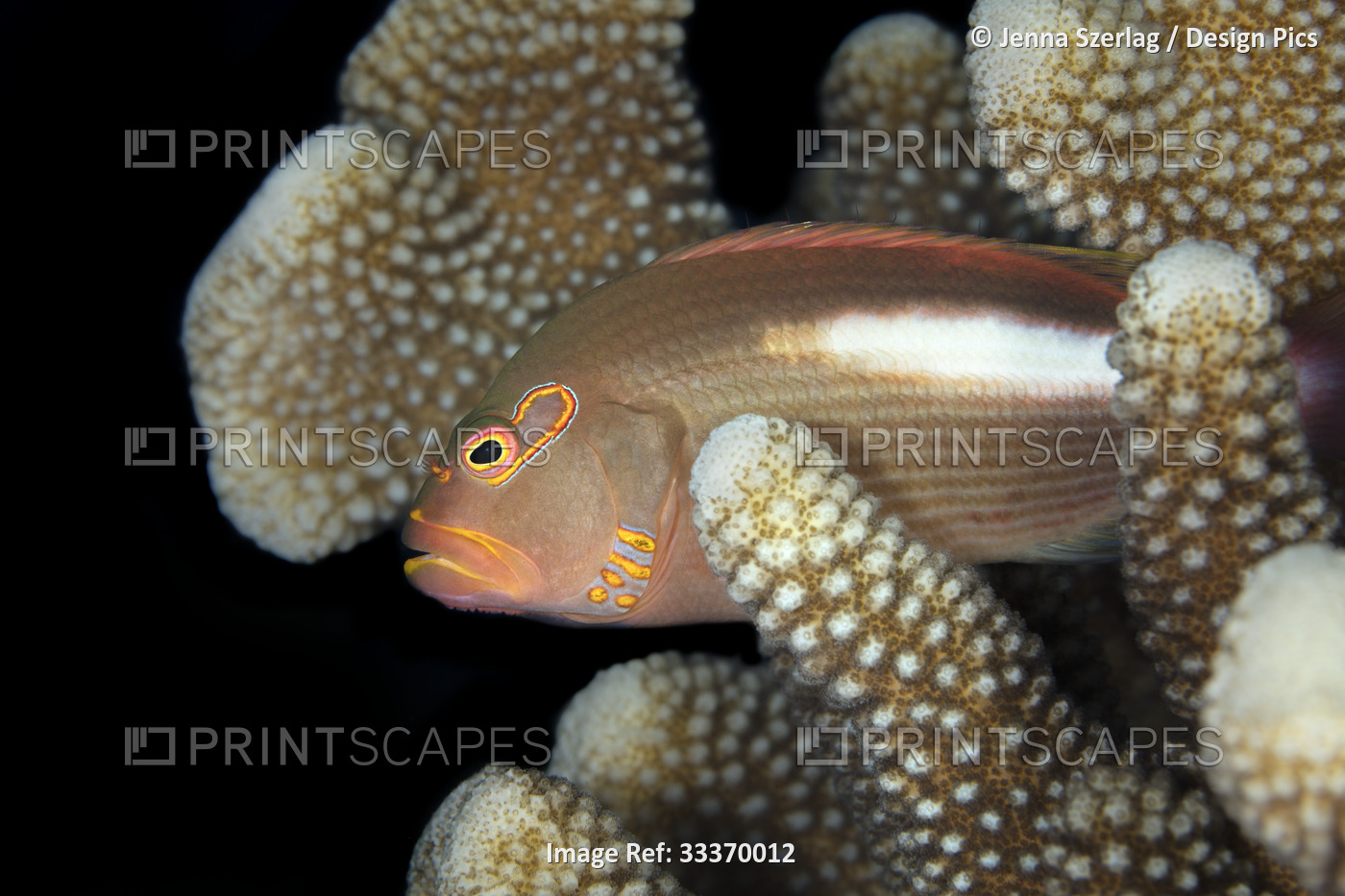 Arc Eye Hawkfish (Paracirrhites arcatus) hides in antler coral (Acropora ...