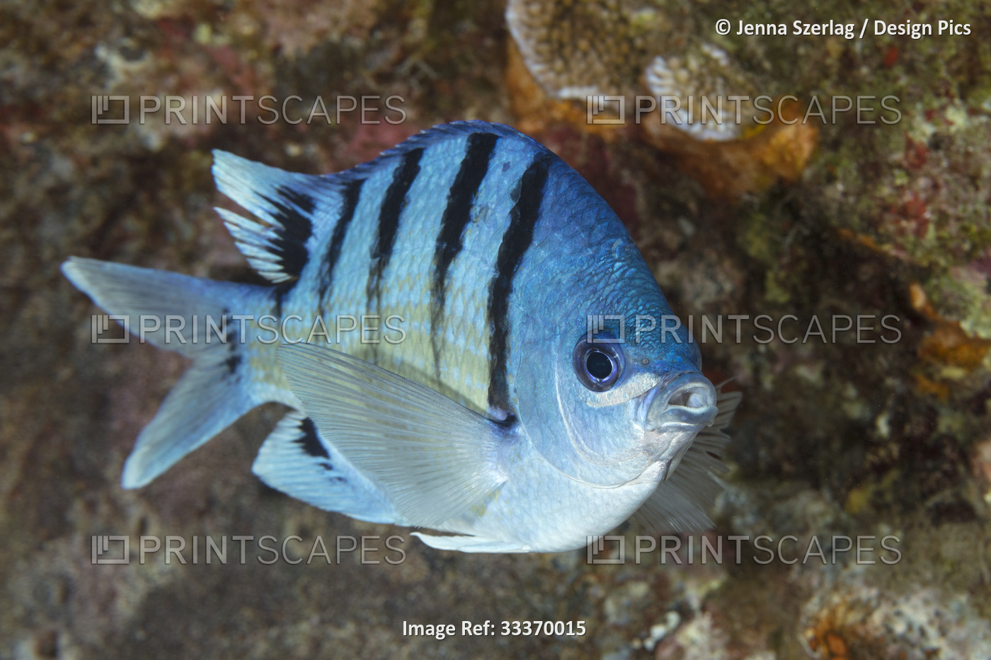 Close-up portrait of an Hawaiian Sergeantfish (Abudefduf abdominalis); Maui, ...