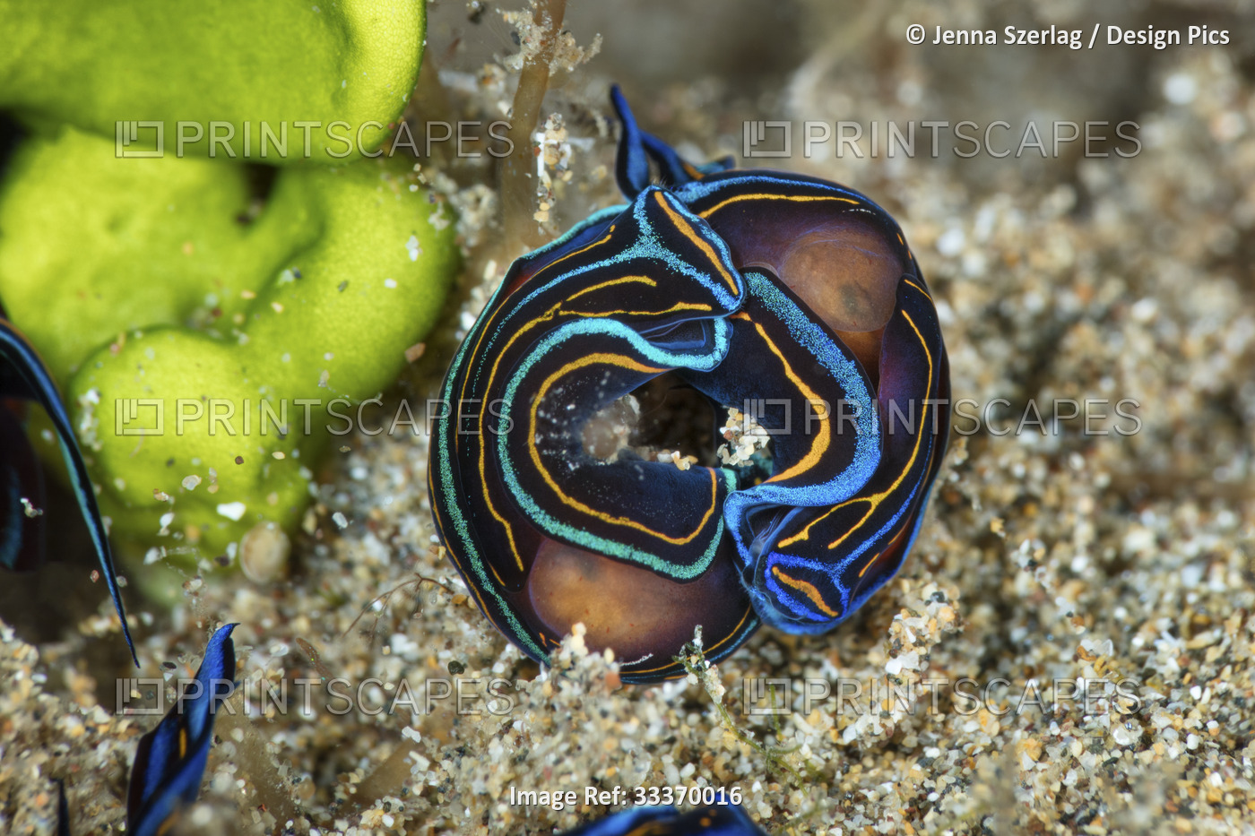 Mating Chelidonura hirundinina (Blue Swallowtail sea slug); Maui, Hawaii, ...