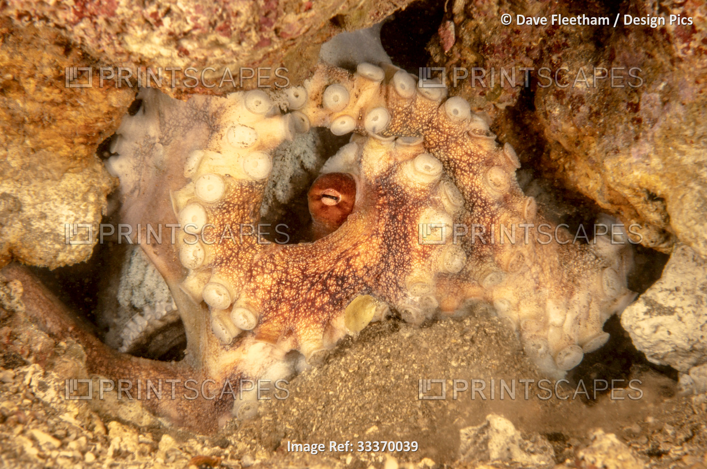 This female day octopus (Octopus cyanea) is tending to the thousands of eggs ...