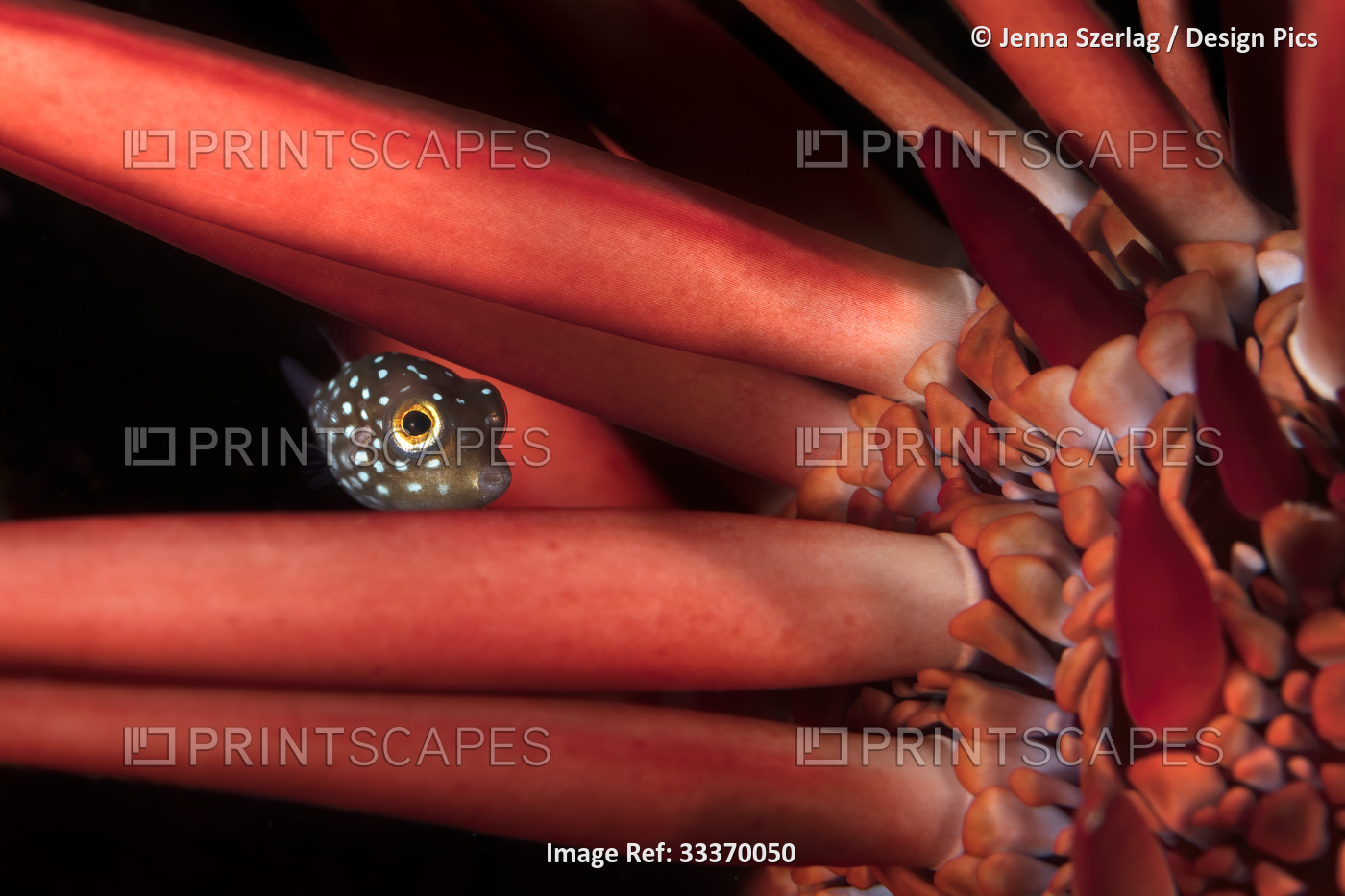 Endemic juvenile Hawaiian Spotted Toby (Canthigaster jactator) hiding in a red ...