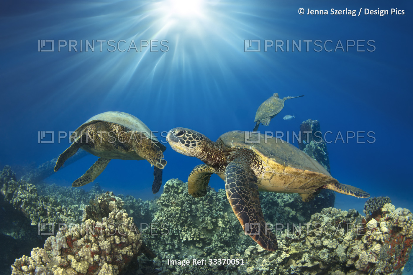 Hawaiian Green Sea Turtles (Chelonia mydas) with sunburst; Honu, Maui, Hawaii, ...