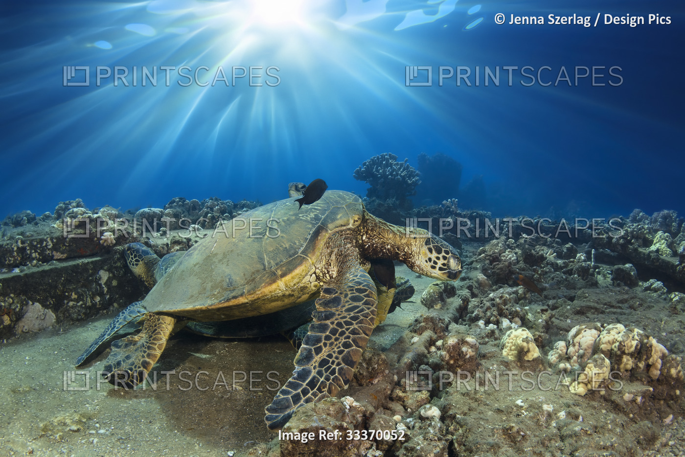 Hawaiian Green Sea Turtle (Chelonia mydas) with sunburst; Honu, Maui, Hawaii, ...