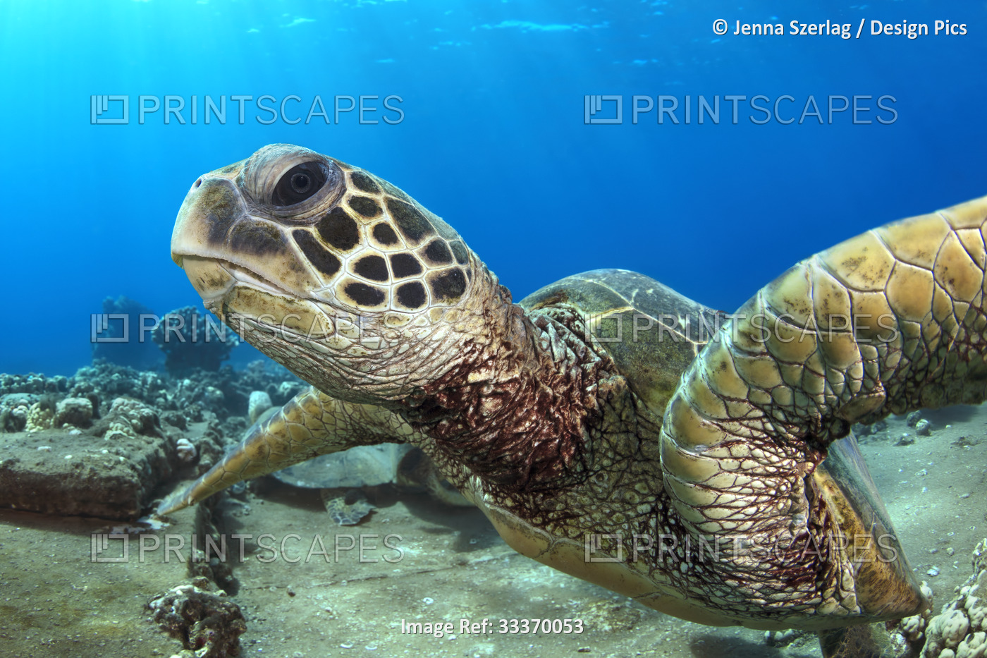 Close-up of a Hawaiian Green Sea Turtle (Chelonia mydas) face; Honu, Maui, ...