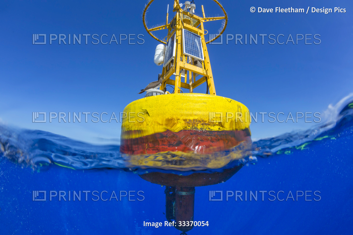 A brown booby sits on the Fish Aggregating Device (F.A.D.) buoy off the ...