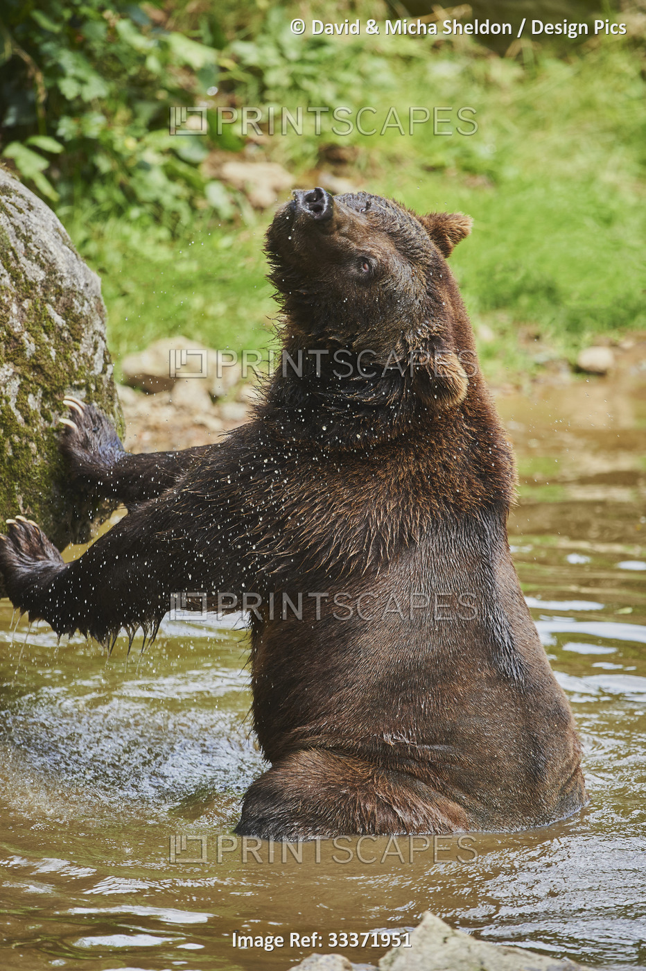 Eurasian brown bear (Ursus arctos arctos) at a pond, captive, Bavarian Forest ...
