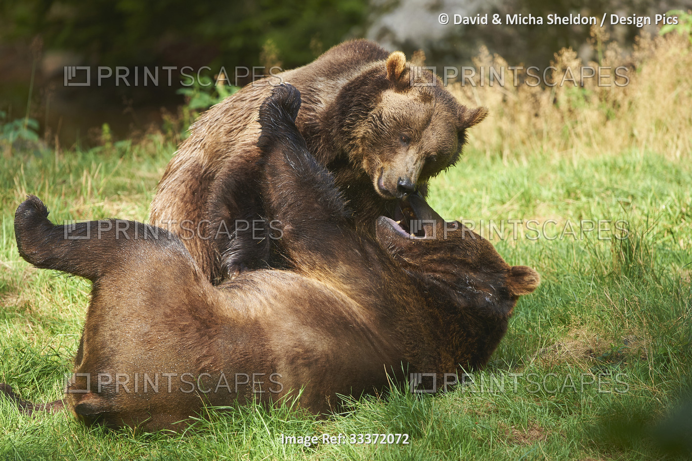 Eurasian brown bears (Ursus arctos arctos) fighting, captive, Bavarian Forest ...