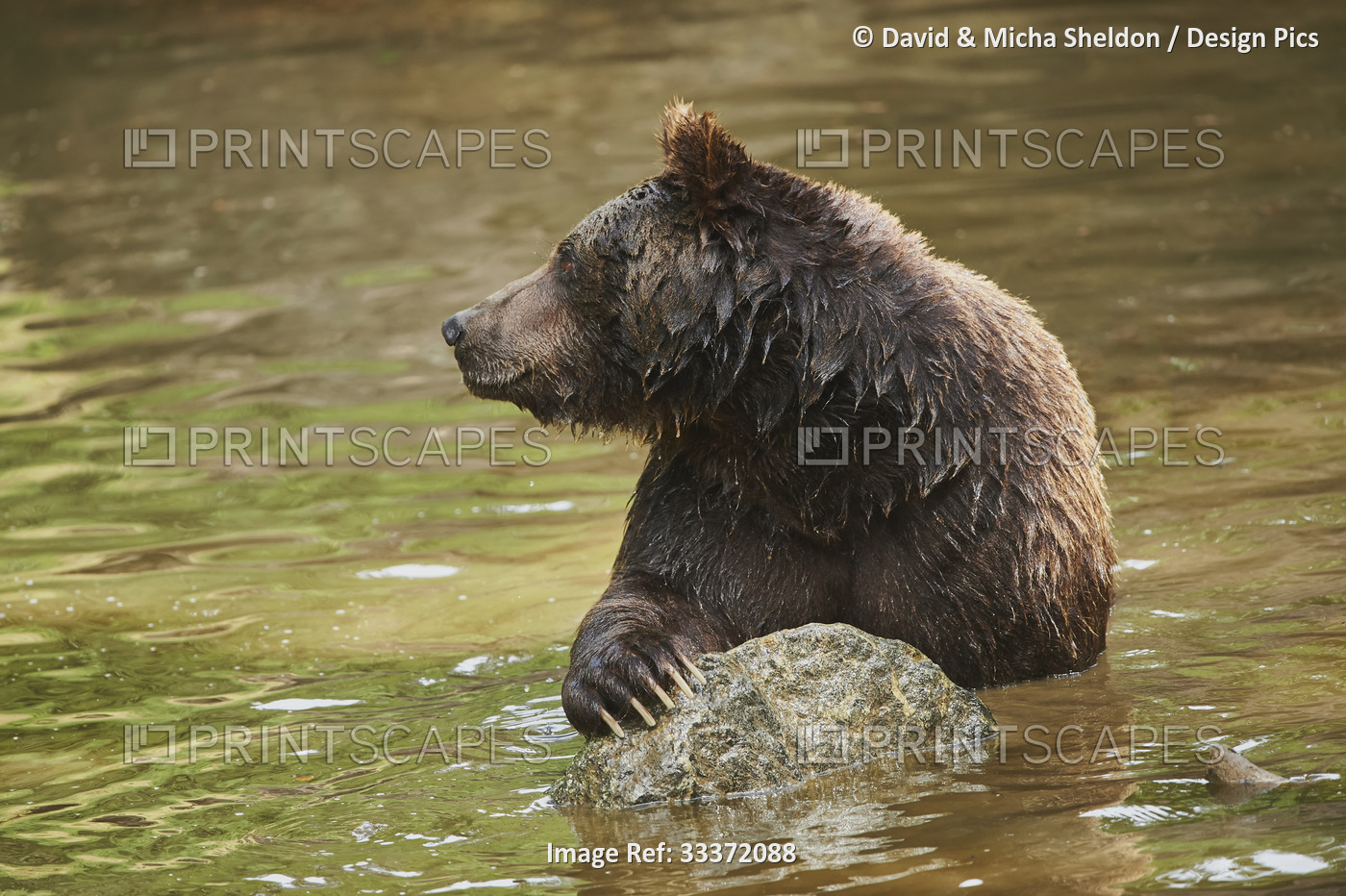 Eurasian brown bear (Ursus arctos arctos) at a pond, captive, Bavarian Forest ...