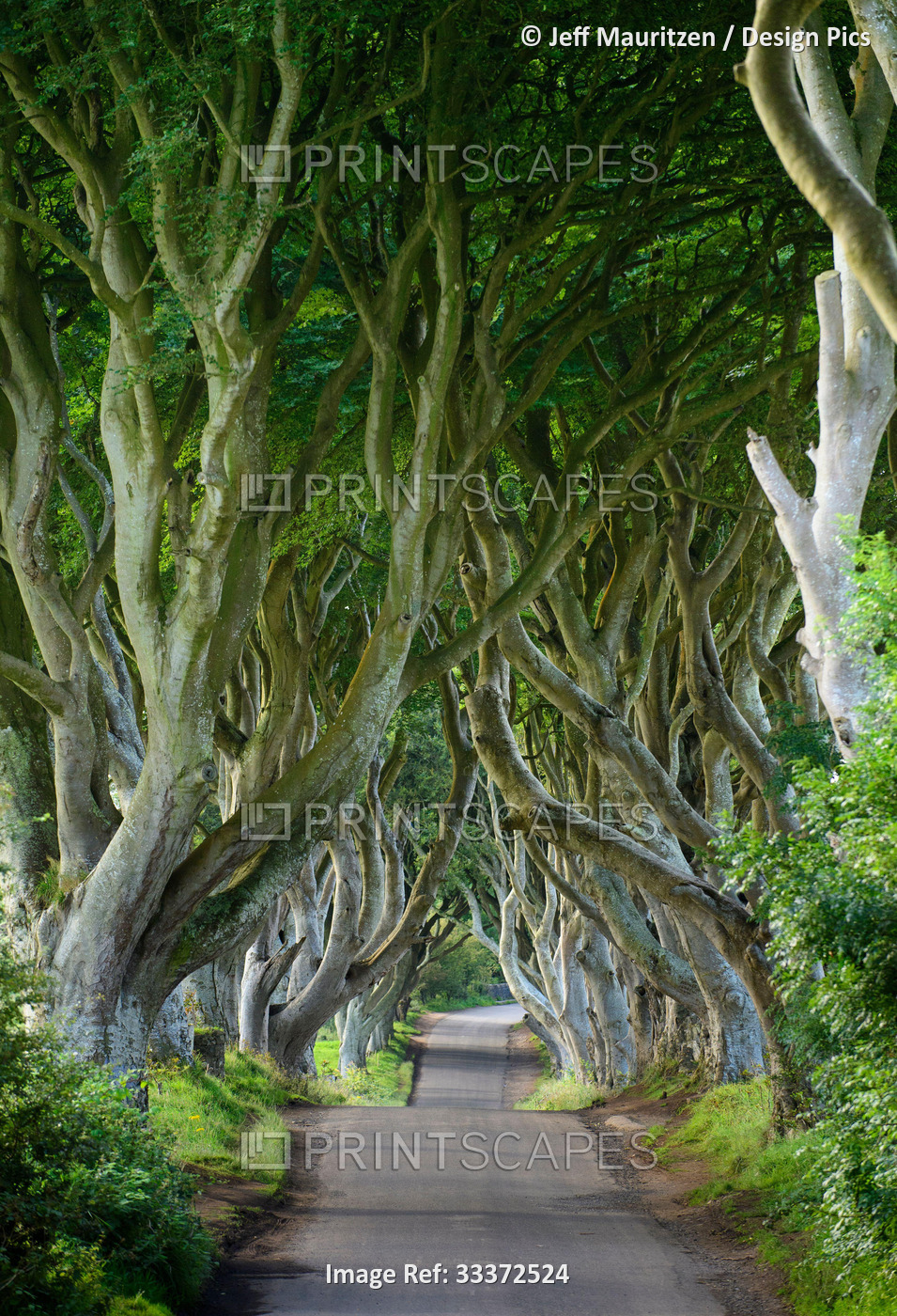 A road leads through the dark hedges, a row of beech trees in Northern Ireland, ...