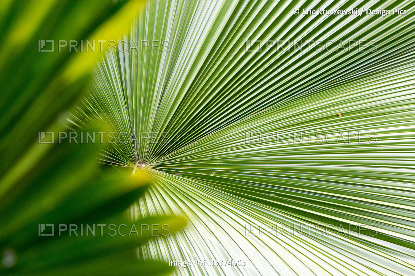 A detail of palm fronds in the tropical botanical gardens of Casa Orquideas.; ...