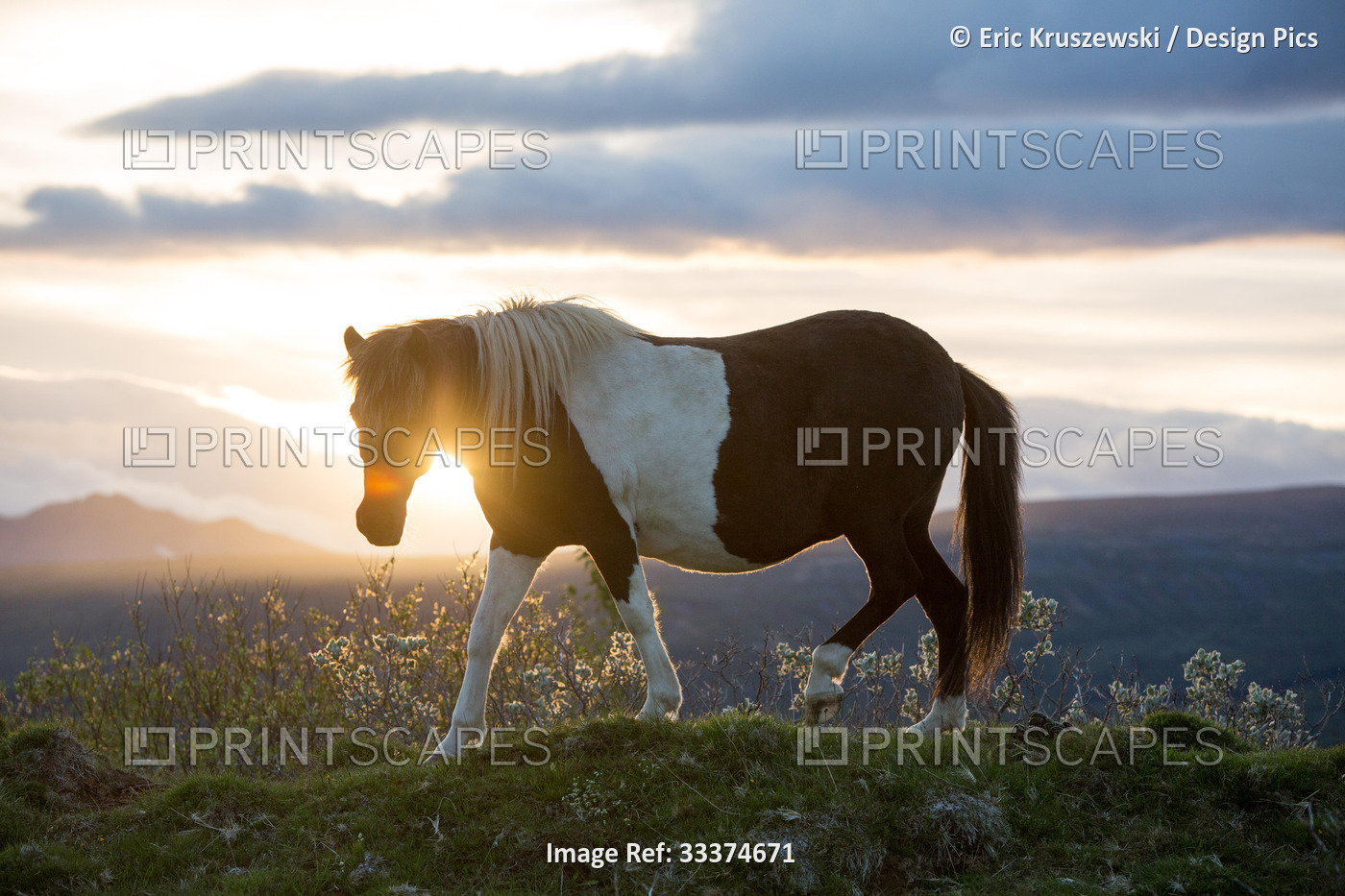An Icelandic horse stands in a field as the sun sets.; Gljasteinn, Iceland