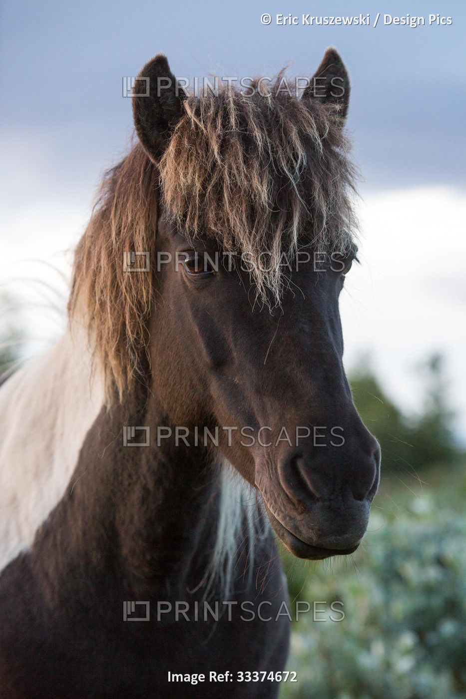 A portrait of an Icelandic horse.; Gljasteinn, Iceland